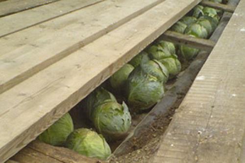 Как хранить капусту в зимнее время. Как хранить капусту в домашний условиях зимой?