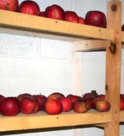 Как сохранить опавшие яблоки. Как сохранить яблоки до весны или даже до следующего урожая свежими – лучшие способы хранения