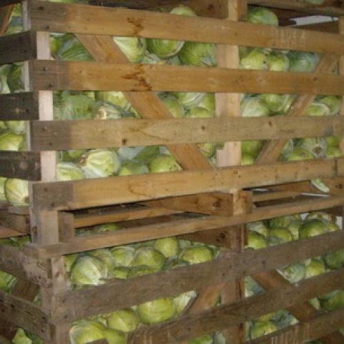 Как сохранить капусту на зиму в свежем виде в погребе. Места и способы 16