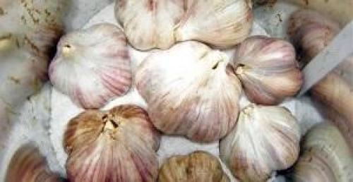 Как сохранить чеснок до весны в домашних условиях. Подготовка