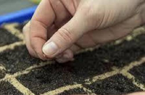 Крепкая рассада перца. Особенности выращивания рассады болгарского перца