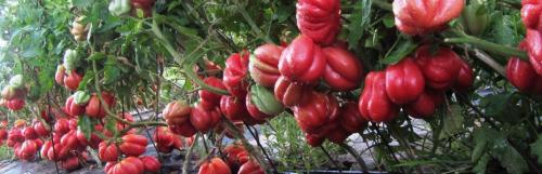 Томат Лотарингская красавица. Томаты Лотарингская Красавица: описание сорта 05 Томат Лотарингская красавица. Томаты Лотарингская Красавица: описание сорта 05