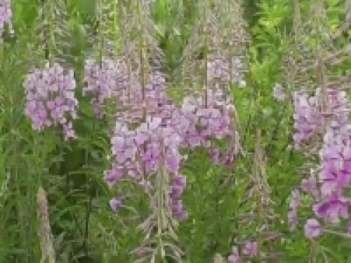 Как высушить мяту в домашних условиях для чая. Как правильно сушить мяту для чая в домашних условиях