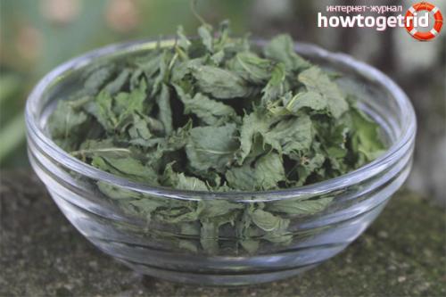Как высушить мяту в домашних условиях для чая. Как правильно сушить мяту для чая в домашних условиях 02 Как высушить мяту в домашних условиях для чая. Как правильно сушить мяту для чая в домашних условиях 02
