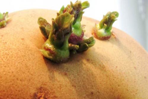 Картофель колобок. Картофель «Колобок»: красивый, вкусный и урожайный