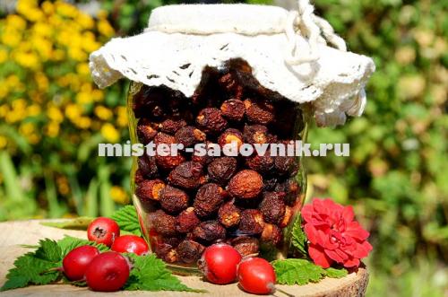 Как правильно сушить боярышник в электросушилке. Сушка боярышника в электросушилке