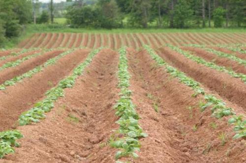 Картошка невская описание сорта. Сорт картофеля Невский: описание сорта, полезные свойства, отзывы