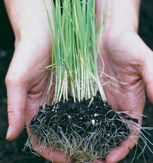 Как сохранить в зиму лук порей. Основные правила 07 Как сохранить в зиму лук порей. Основные правила 07