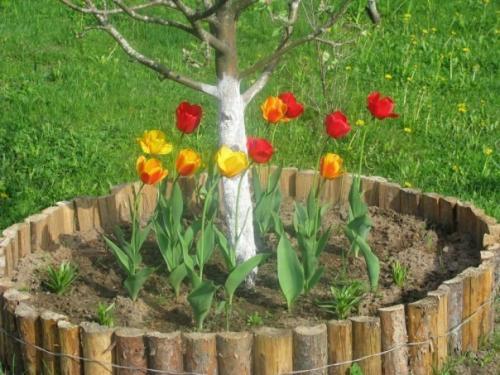 Клумбы вокруг деревьев 03