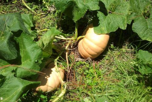 Когда убирать тыкву с огорода