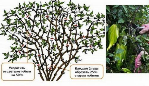 Клематис уход осенью. Уход за клематисом осенью — основные операции по подготовке к зиме