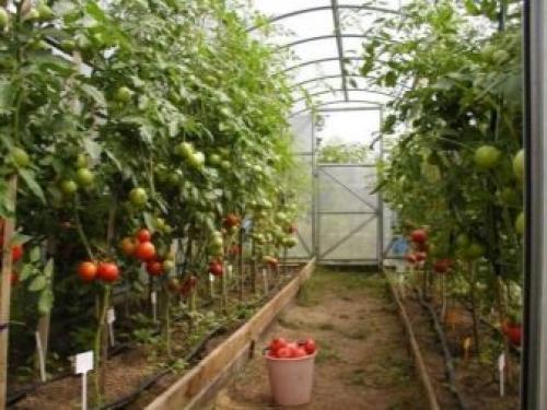 Автоматическая форточка для теплицы своими руками. Варианты исполнения 07 Автоматическая форточка для теплицы своими руками. Варианты исполнения 07