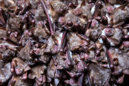 Летучая мышь вампир. Летучие мыши-вампиры: Мрачный секрет успеха