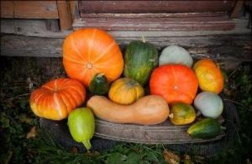 Как хранить тыкву зимой. Выбор сорта