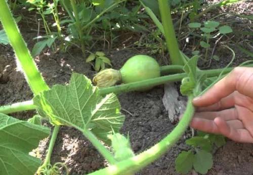 Как хранить тыкву дома. Как правильно хранить тыкву дома 13