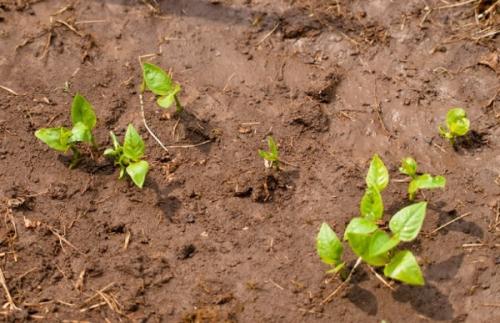 Сорта картофеля для суглинка. Какая почва нужна картофелю?