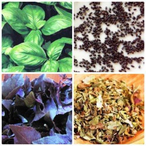 Базилик огородный. Чем полезен базилик? Польза пряной травы для женщин и мужчин. Худеем с помощью семян базилика!