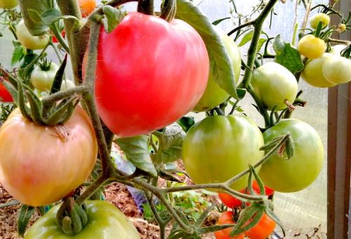 Томат юсуповский. Мои любимые сорта томатов.