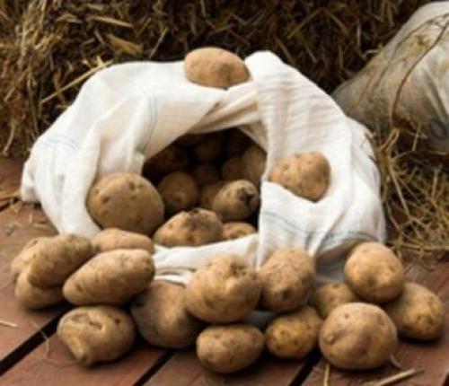 Картофель невский элита. Картофель Невский: описание сорта