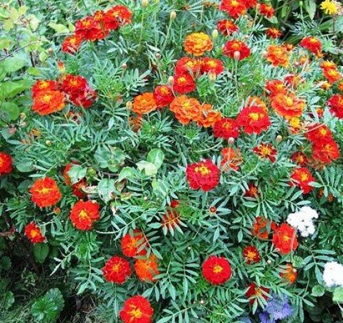 Бархатцы кармен. Низкорослые сорта бархатцев: название, фото и описание