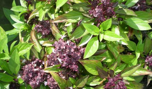 Базилик розовый. Базилик сорта — зеленый, фиолетовый и красный