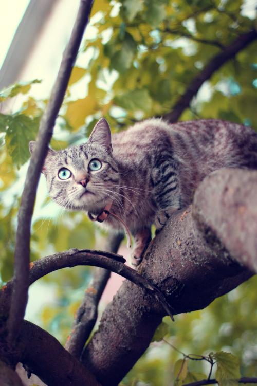 Реакция кота на ошейник от блох. Почему я не использую противоблошиные ошейники для кошек