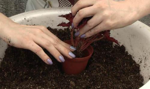 Как хранить клубни бегонии в холодильнике. Как хранятся некрупные бегонии?