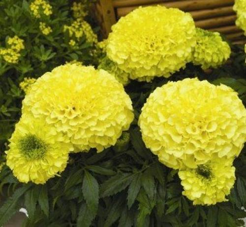 Бархатцы кармен. Низкорослые сорта бархатцев: название, фото и описание