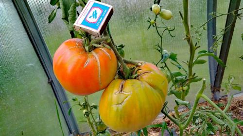 Томат юсуповский. Мои любимые сорта томатов.