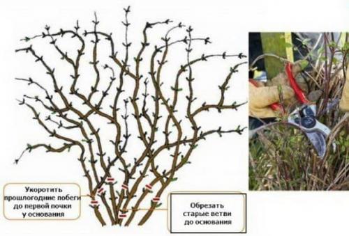 Клематис уход осенью. Уход за клематисом осенью — основные операции по подготовке к зиме