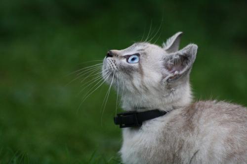 Реакция кота на ошейник от блох. Почему я не использую противоблошиные ошейники для кошек