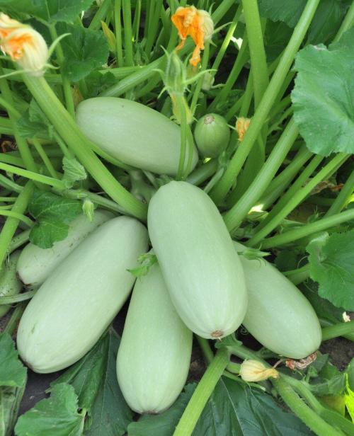 Долгохранящиеся кабачки. Сорта кабачков, которые много и долго плодоносили и хорошо хранятся зимой
