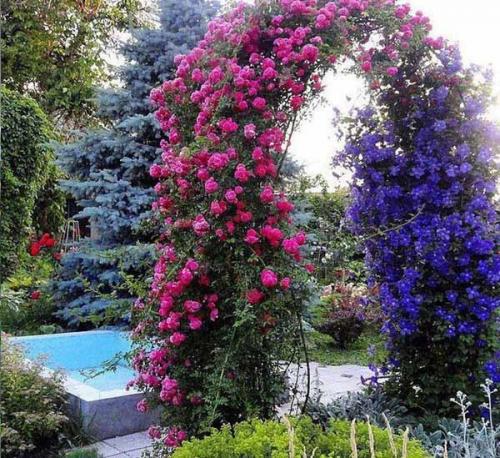 Клематис посадка и уход. Посадка клематиса — советы для начинающих цветоводов.