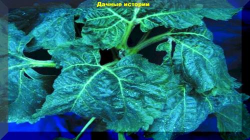 Спиртовой раствор Борной кислоты для растений. Развенчание мифов: борная кислота для растений.