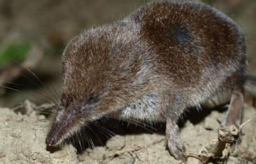 Землеройка содержание дома. Как вывести землеройку с участка: деревенский метод