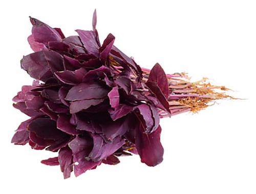 Красный базилик и его полезные свойства, как использовать и где хранить