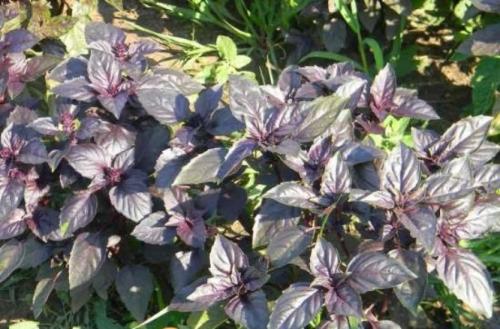 Базилик розовый. Базилик сорта — зеленый, фиолетовый и красный