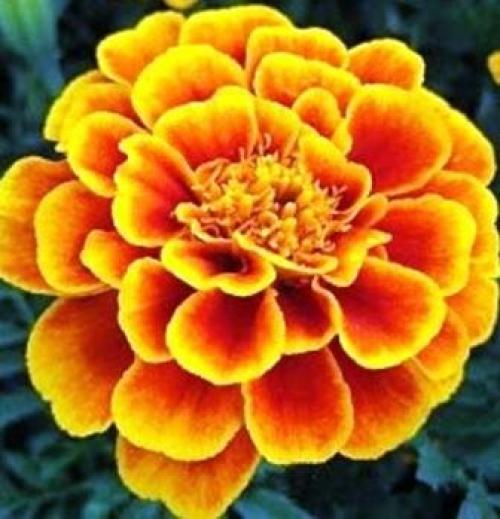 Бархатцы кармен. Низкорослые сорта бархатцев: название, фото и описание