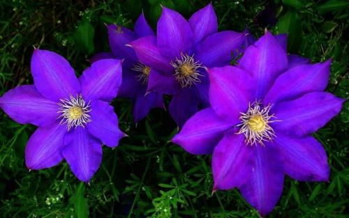 Клематис семена. Выращиваем клематис дома из семян – практическое руководство с фото