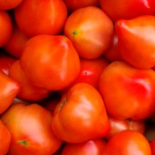 Примадонна f1 томат. Общее описание гибрида