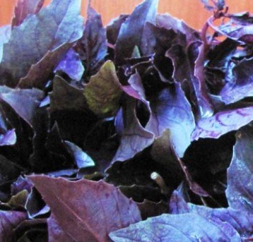 Базилик огородный. Чем полезен базилик? Польза пряной травы для женщин и мужчин. Худеем с помощью семян базилика!