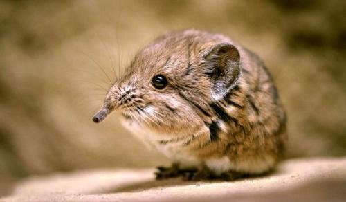 Землеройка в доме. Происхождение вида и описание