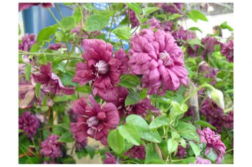 Клематис уход осенью. Уход за клематисом осенью — основные операции по подготовке к зиме