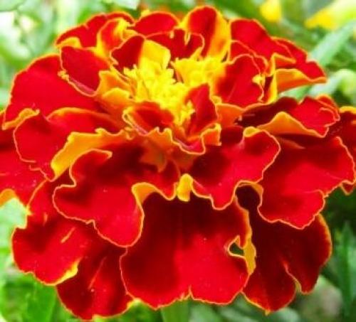 Бархатцы кармен. Низкорослые сорта бархатцев: название, фото и описание