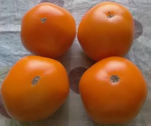 Томат Хурма форум. Томат сорта Хурма.