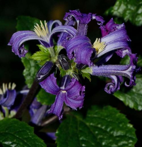 Клематис семена. Выращиваем клематис дома из семян – практическое руководство с фото