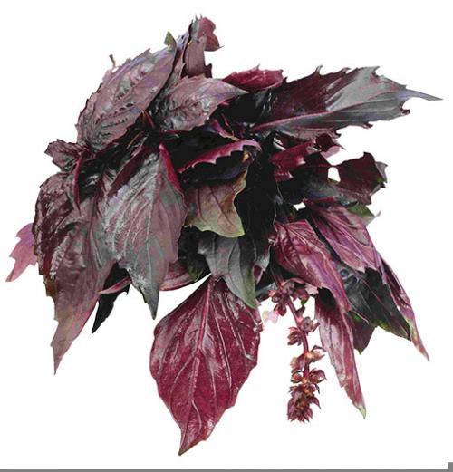 Красный базилик и его полезные свойства, как использовать и где хранить