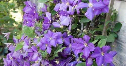 Клематис уход осенью. Уход за клематисом осенью — основные операции по подготовке к зиме