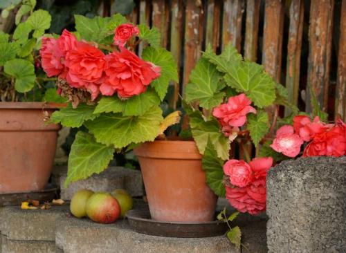 Как сохранить клубневые бегонии зимой. Как хранить бегонию зимой 03