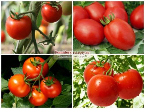 Томат таня ф1. Происхождение сорта помидора «Таня ф1» 02 Томат таня ф1. Происхождение сорта помидора «Таня ф1» 02